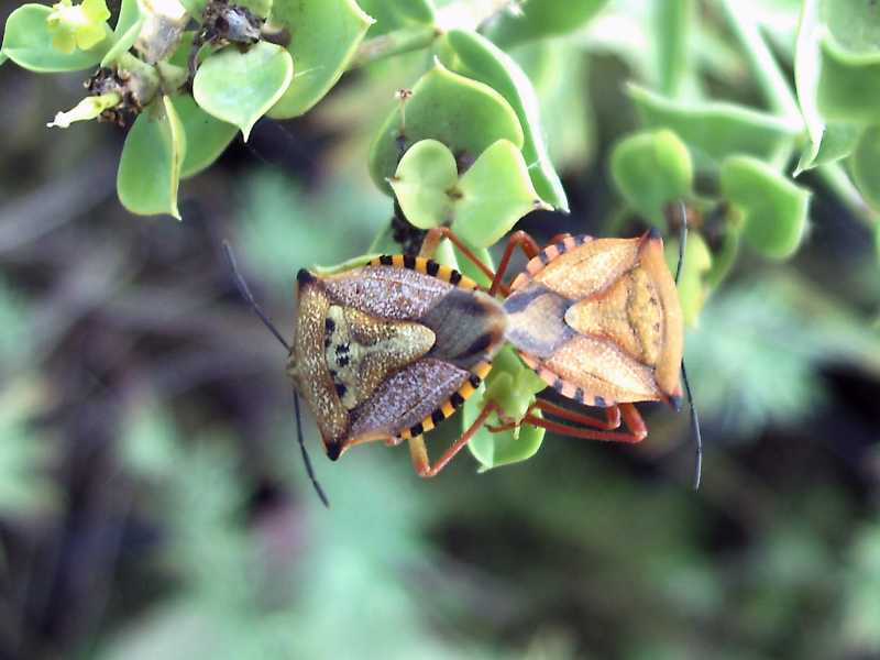 Pentatomidae: Carpocoris mediterraneus atlanticus sardo